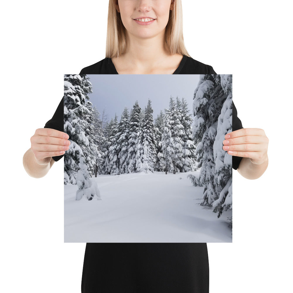 Winter Trees Print